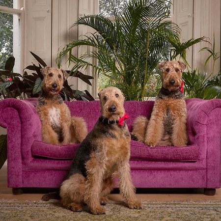 Clone Country House Aughrim Exterior photo Airedale Terriers