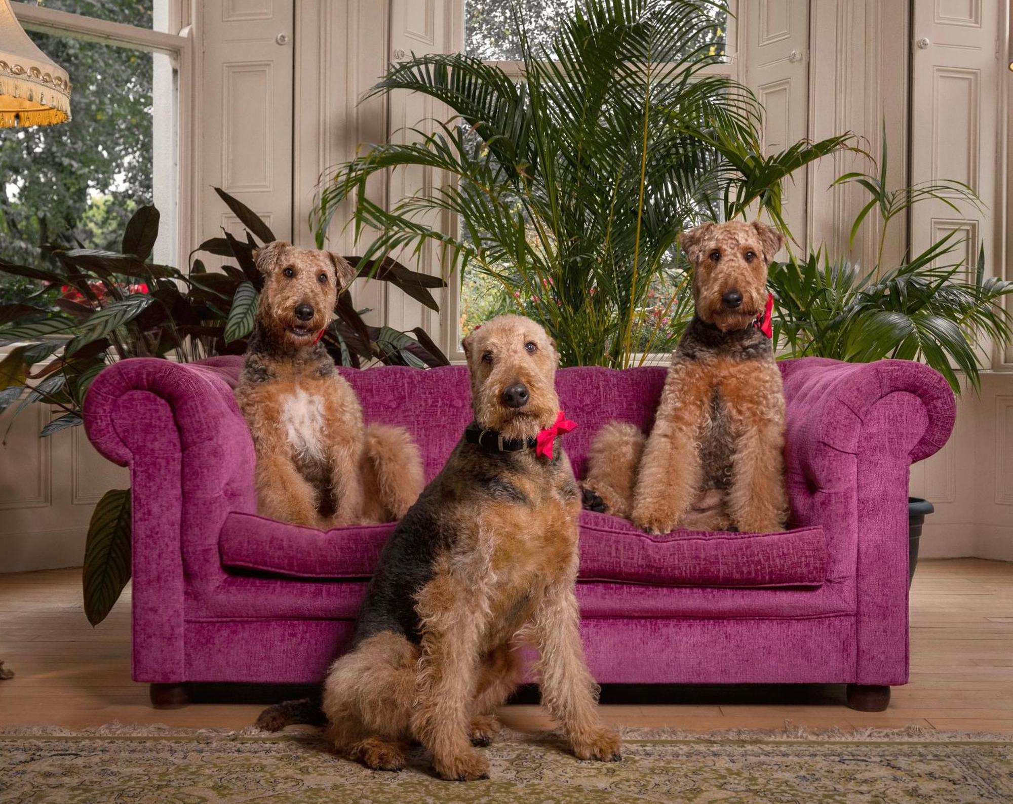 Clone Country House Aughrim Exterior photo Airedale Terriers