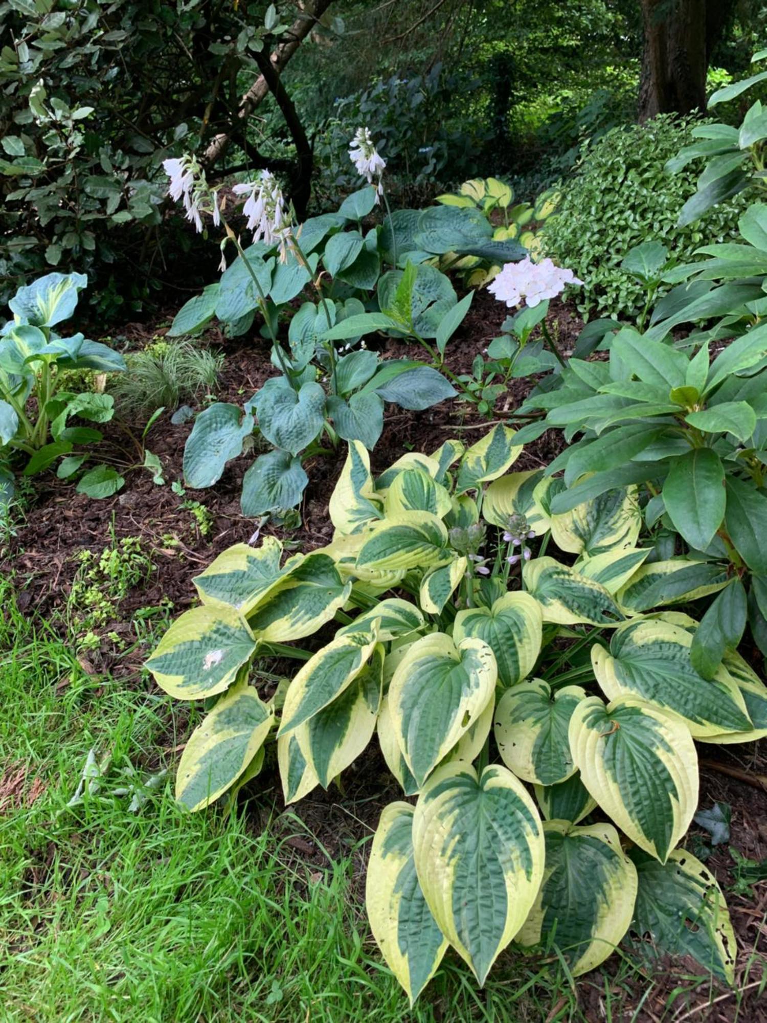 Clone Country House Aughrim Exterior photo Hosta 'Batik'