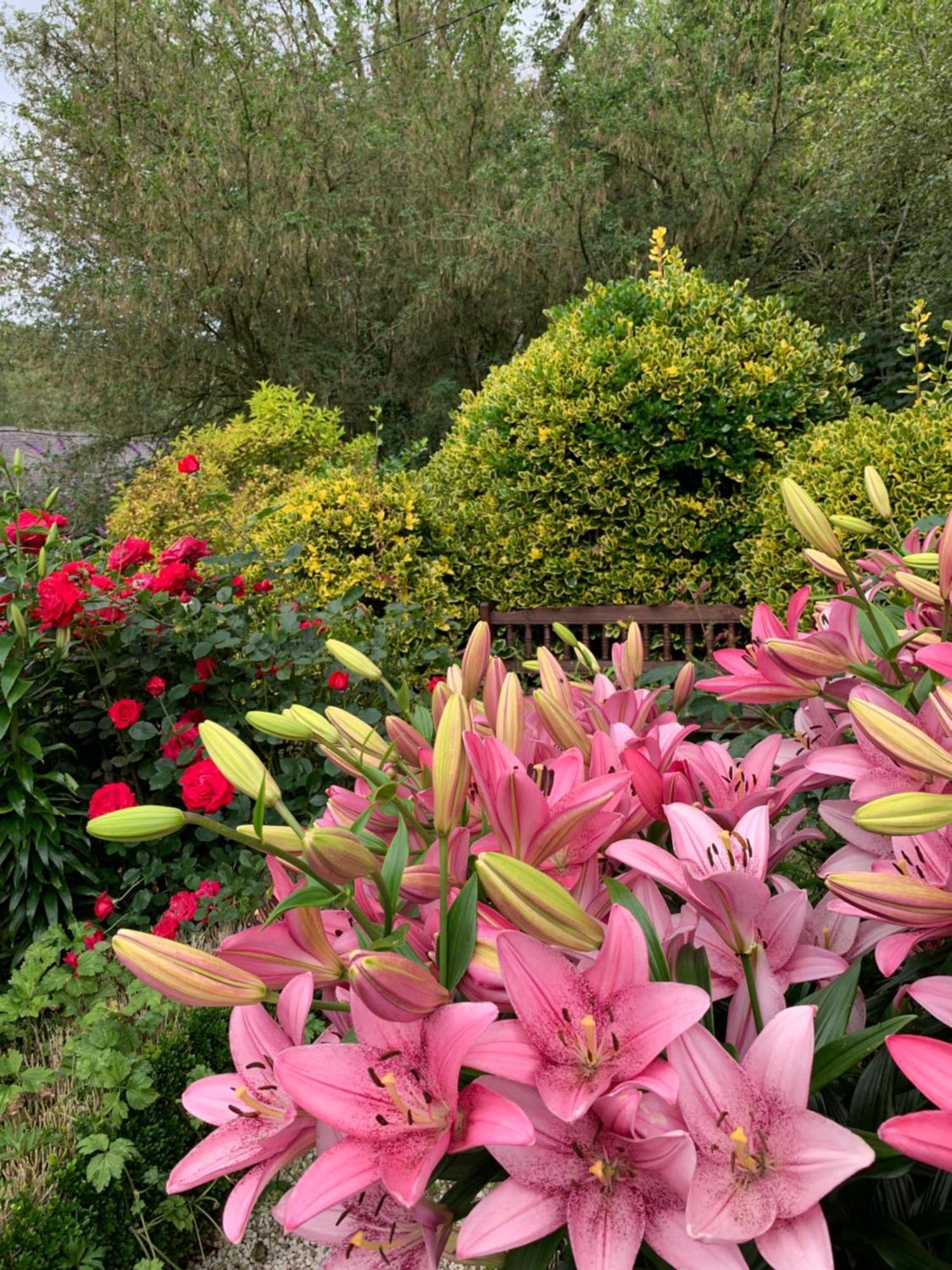Clone Country House Aughrim Exterior photo Lilium × hybridum