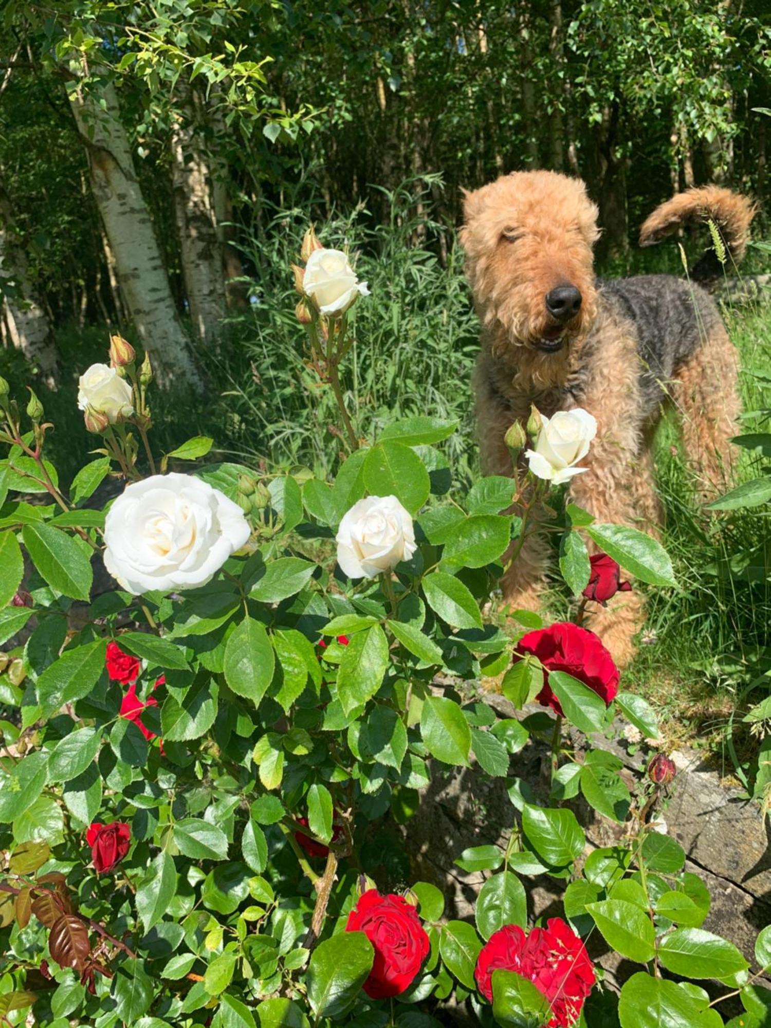 Clone Country House Aughrim Exterior photo A dog in the rose garden